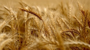 Trigo imparable: en la campaña