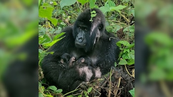 El nacimiento de gemelos de