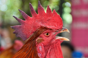 Foto de archivo de un