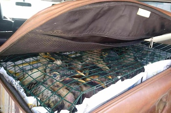 Las autoridades indonesias incautaron un