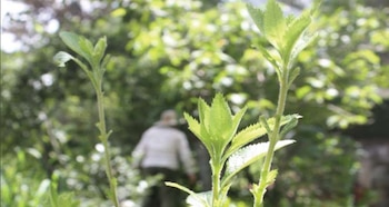 Loeselia mexicana (espinosilla): alivia las