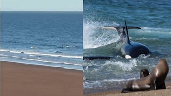 Pánico en Río Negro: una orca confundió a un kayakista con un lobo marino y lo persiguió hasta la orilla