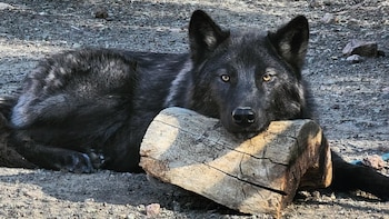 Por qué se dice que