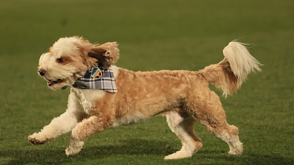 Óscar, el fiel “perro talismán”: la inspiradora historia de la mascota que conquistó a los aficionados del CD Castellón