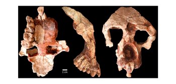 Anadoluvius turkae, un simio recientemente