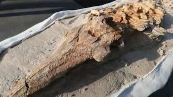 Ingemmet presentó fósil de delfín