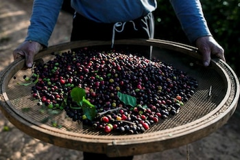 El aumento de la temperatura puede favorecer plagas como la mosca blanca y la roya del café, que avanzan hacia zonas antes más frías. (REUTERS/Roosevelt Cassio)