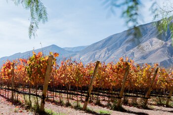 Bodegas de la Quebrada de Humahuaca, Jujuy