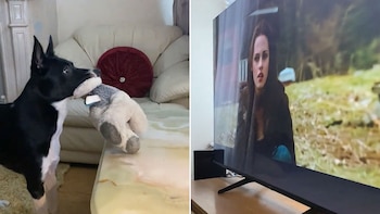 “Barney, el border collie que