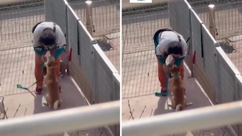 Alarma en Coghlan y Villa Urquiza por un paseador que maltrata a los perros: el video de uno de sus ataques