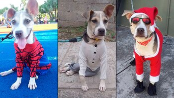 Historias, Perros, Razas de perros