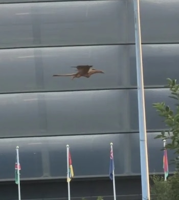 Vecinos de Glasgow grabaron un dragón sobrevolando la ciudad durante la madrugada