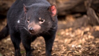 Este marsupial cumple un papel