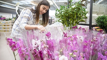 Exposición Internacional de Orquídeas 2023: