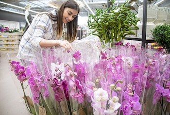 En el pasado, las orquídeas