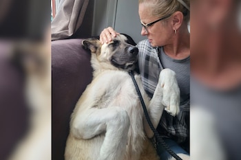 Una mujer con gafas acaricia a un perro grande de pelaje claro y oscuro que está echado de espaldas en un sofá con una correa oscura