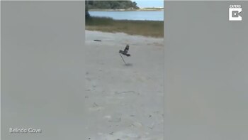 18-05-2021 Una cucaburra fue capturada