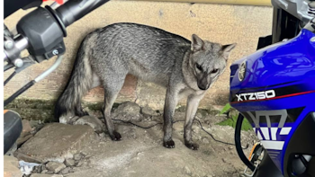 Avistamiento de zorros perros en