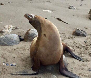 Se considera que los leones