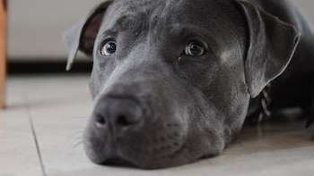 Cómo proteger el derecho a