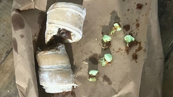 Quiso ingresar cañoncitos con cocaína