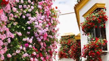 Córdoba, una de las principales