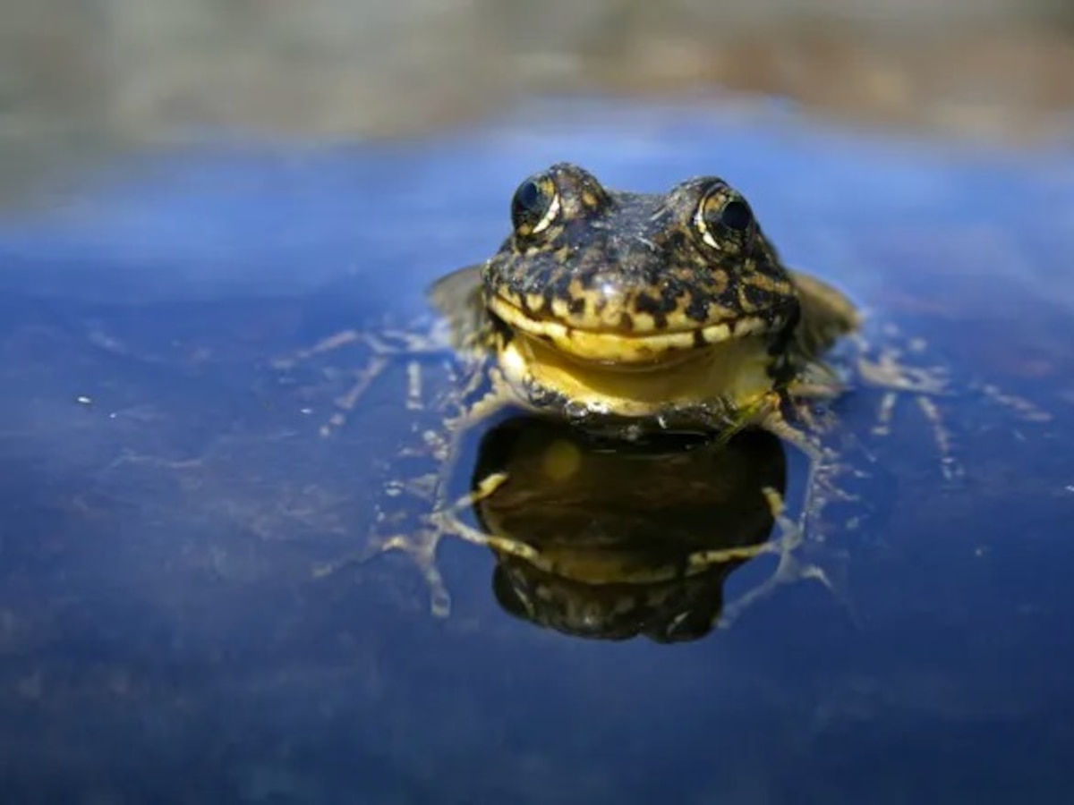 Científicos salvaron una especie casi extinta de las grandes montañas del Parque Nacional de Yosemite - Infobae