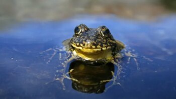 Científicos salvaron una especie casi
