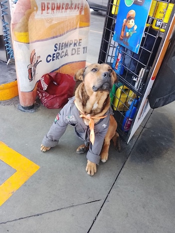 El animal había conquistado a clientes y trabajadores con su uniforme y su peculiar historia de vida antes de morir tras ser atropellado.