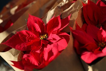 Do significado cultural ao