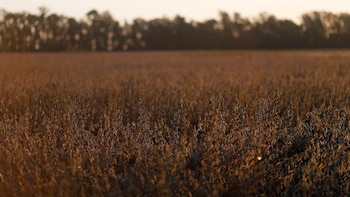 Una empresa de Bioceres anunció