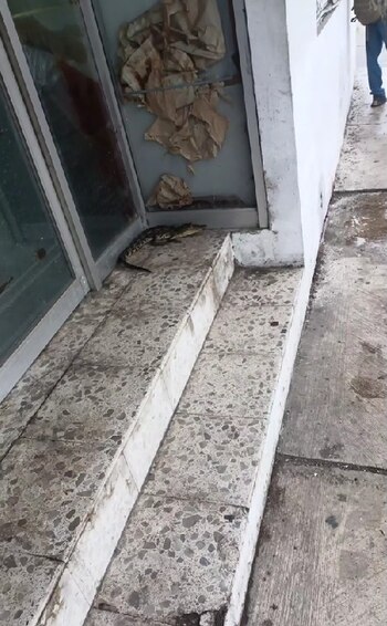 El reptil fue visto cerca