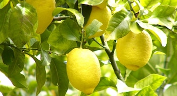 La lima es una fruta