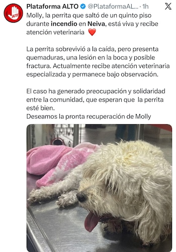 Perro quedó atrapado por el fuego, saltó desde un edificio y sobrevivió en Neiva - crédito @PlataformaALTO/X