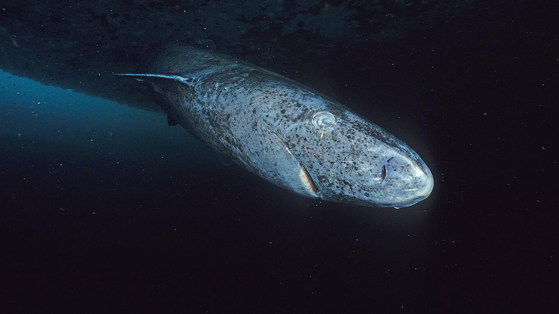 A pesar de acumulaciones masivas de fibrosis y marcadores de envejecimiento en el corazón, estos tiburones mantienen una salud y longevidad excepcionales (Hemming1952/Wikicommons)