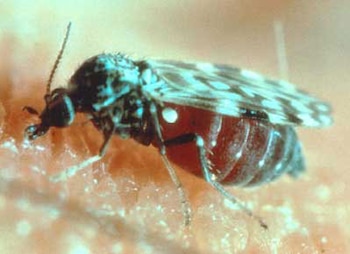 Los culicoides miden entre 1 y 3 milímetros y son considerados los principales vectores del virus Shamonda, que afecta sobre todo a bovinos y otros animales de producción (Infobae)