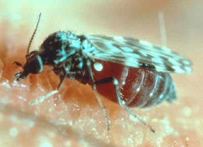 Un ejemplar de culicoides, un pequeño jején cuya picadura puede transmitir el virus Shamonda entre animales. (Wikimedia Commons)