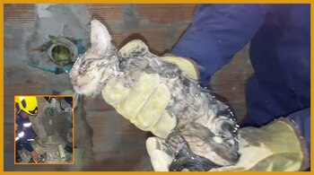 Imagen del cuerpo de Bomberos