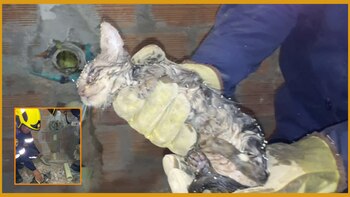 Pequeño gato atrapado en una