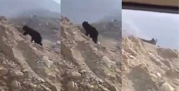 El mamífero fue encontrado merodeando