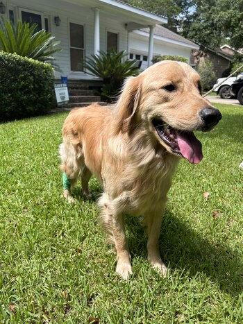 Una vez regresó a casa