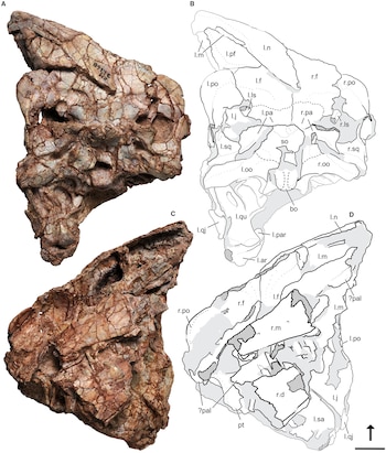 El cráneo holotipo de Ptychotherates bucculentus. (Simba Srivastava)