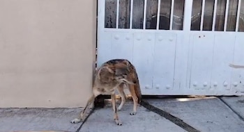 Según vecinos, el animal baja