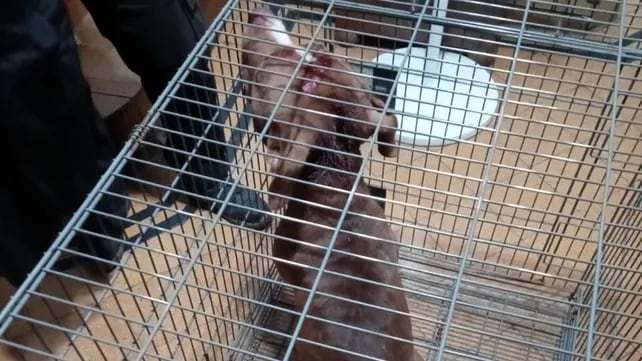 El pitbull quedó al resguardo de familiares bajo custodia de la Brigada de Rescate Animal