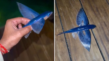 Intentó devolver un pez volador