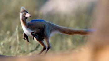 Hallazgo en la Patagonia argentina: