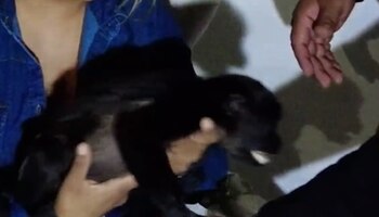 Un mono saraguato fue asegurado