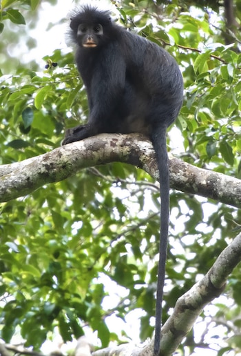 El Likweli, Colobus congoensis, fue identificado en el Parque Nacional Lomami, República Democrática del Congo (Daniel Rosengren)