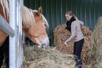 ARCHIVO - Los caballos ganan