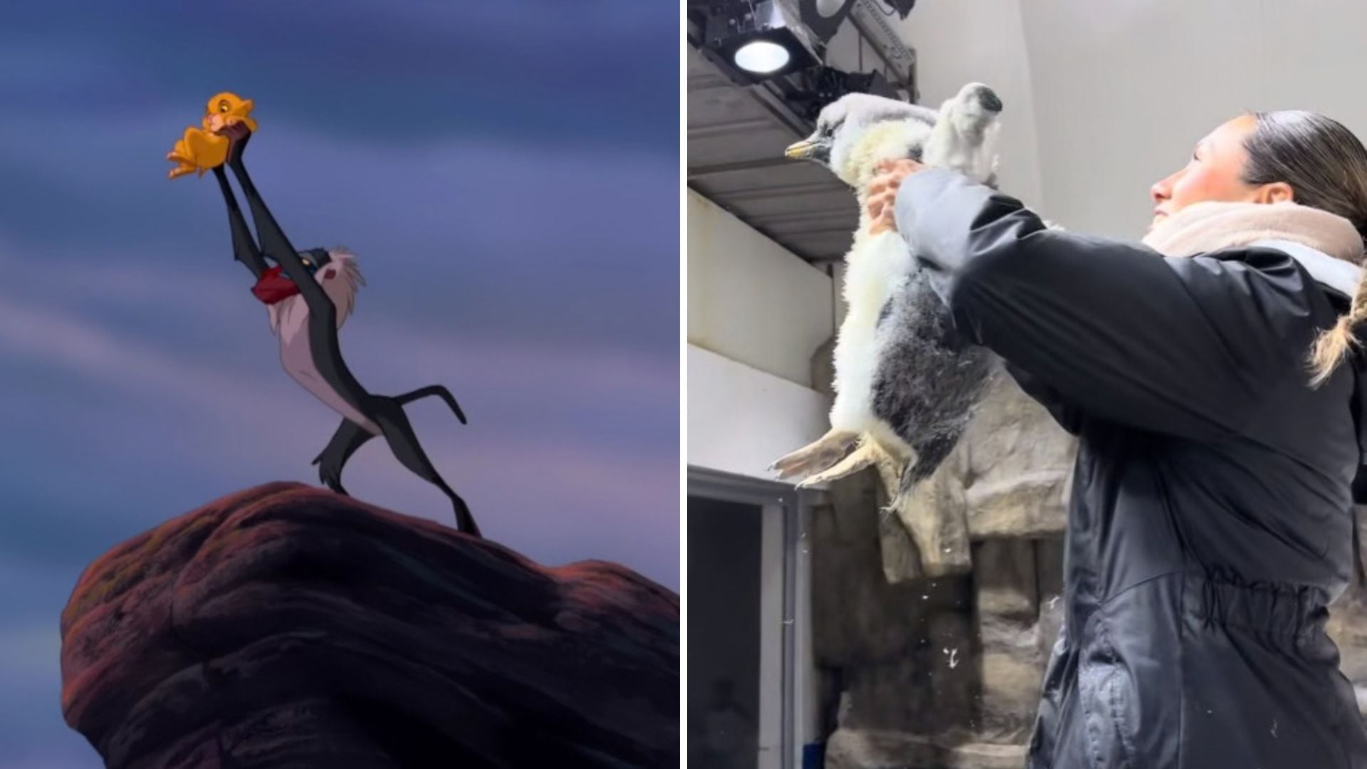 La creativa recreación de la escena de El Rey León provocó miles de reacciones y comentarios divertidos en TikTok. (Captura de pantalla)